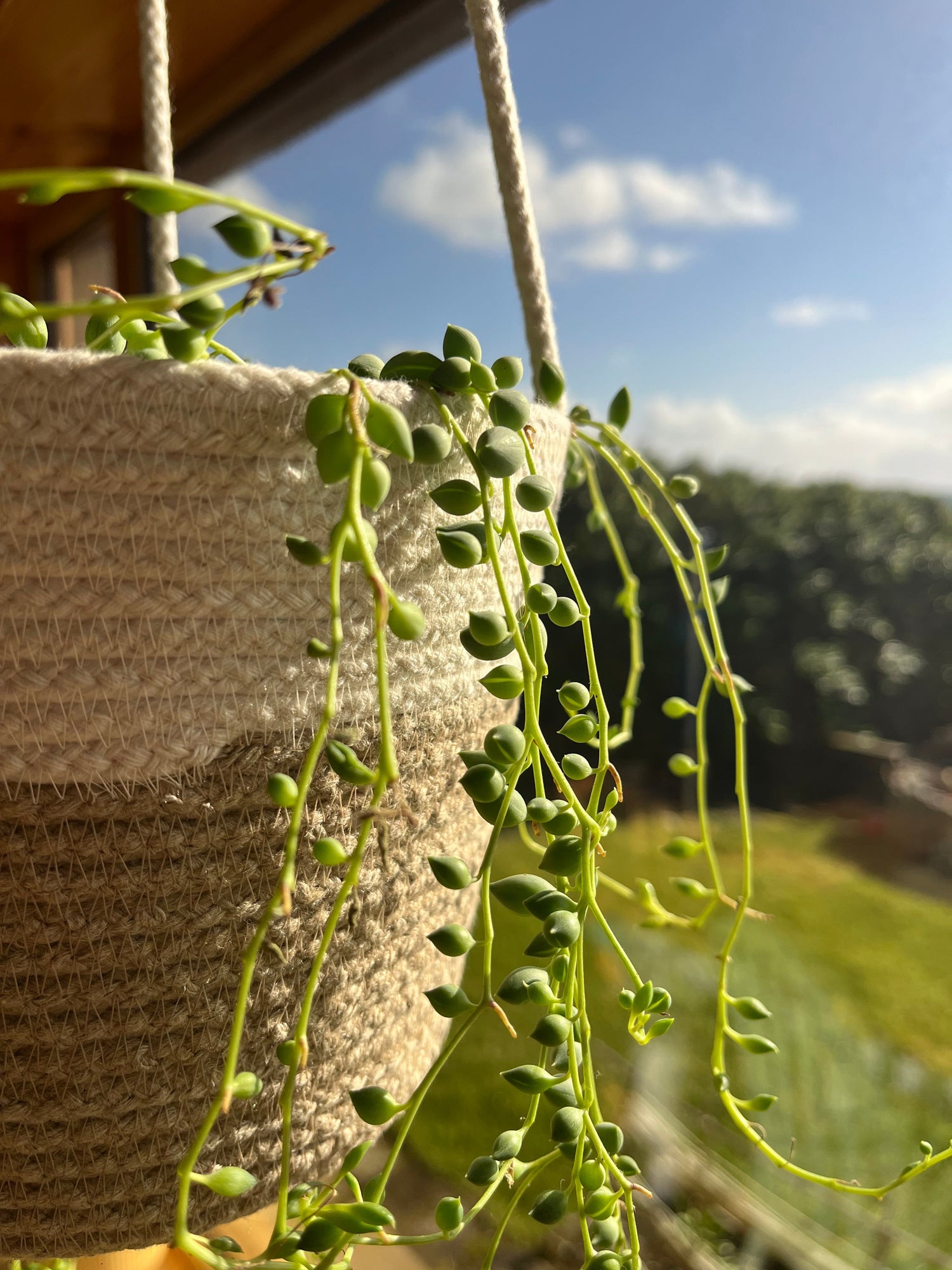 Plant Lover
