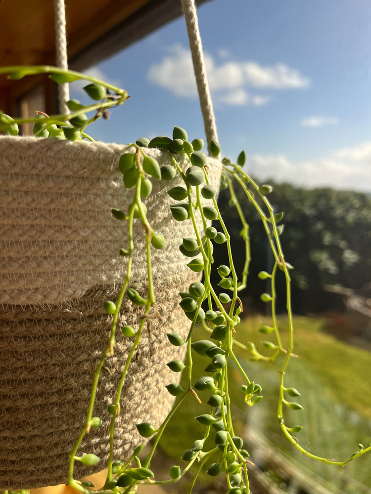 Plant Lover